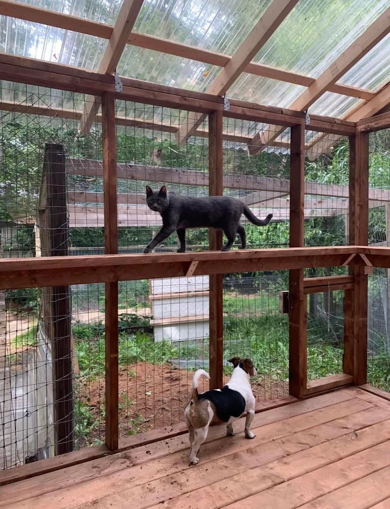 Custom catio enclosure built by VHS